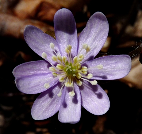 {Anemone acutiloba}